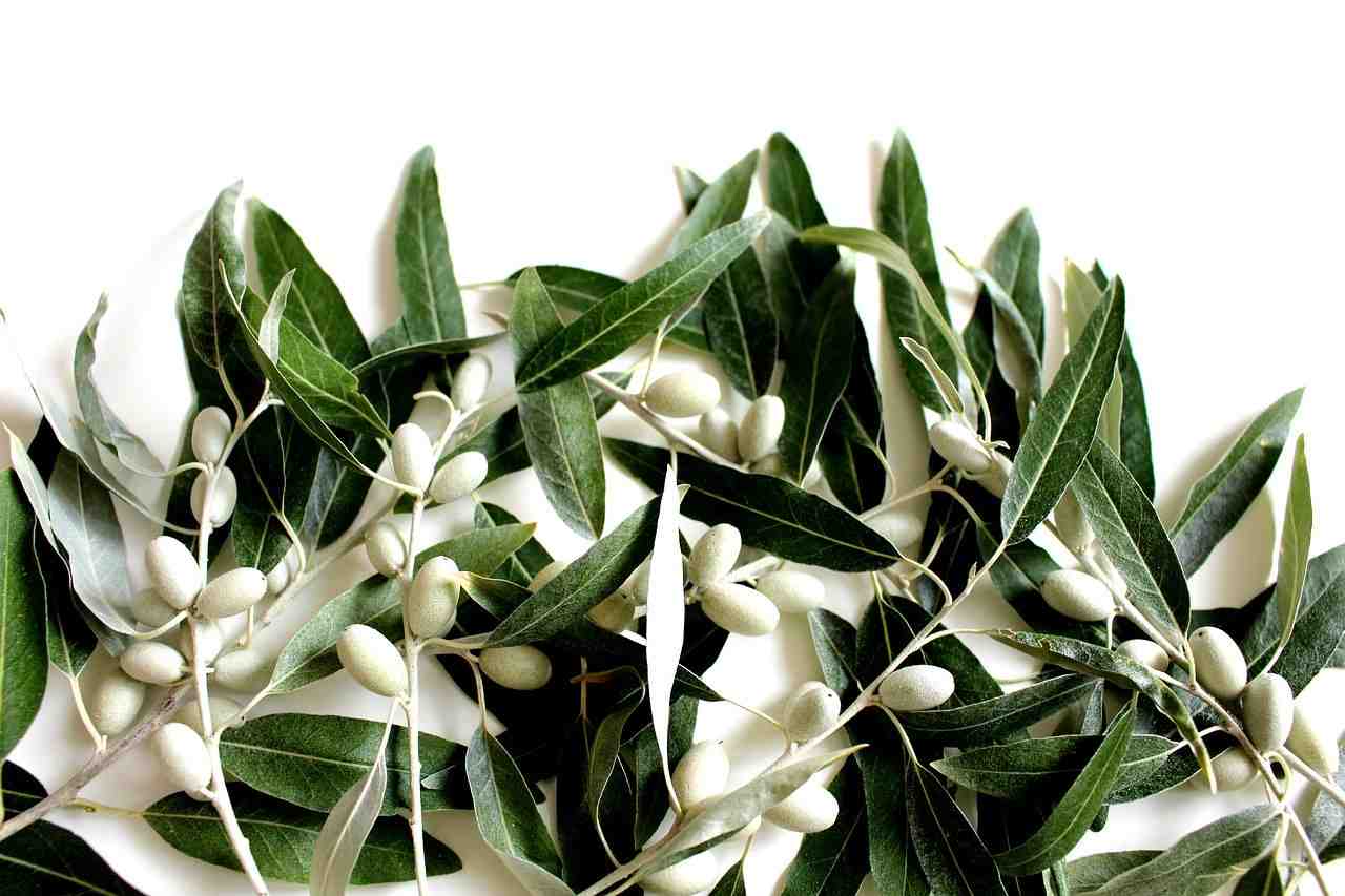 feuille de l'olivier, olives, plantes