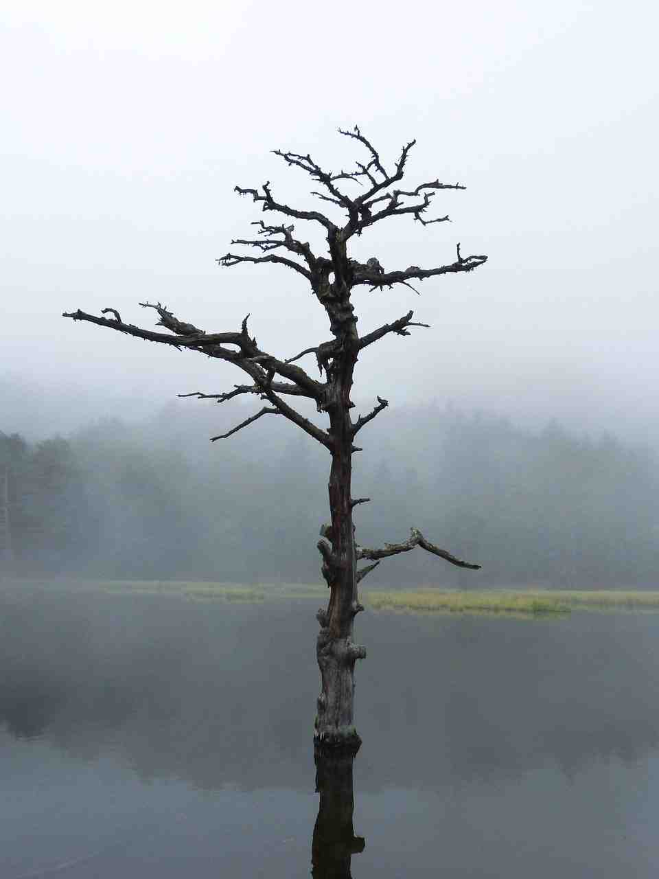 lac, arbre mort, réflexion