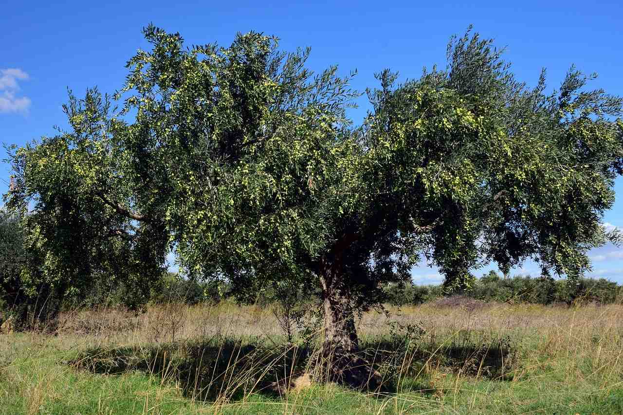 olivier, arbre, olives