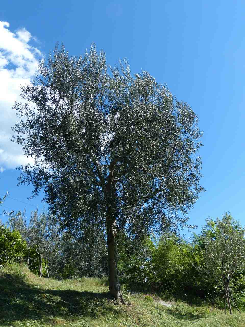 arbre, olivier, olea europaea