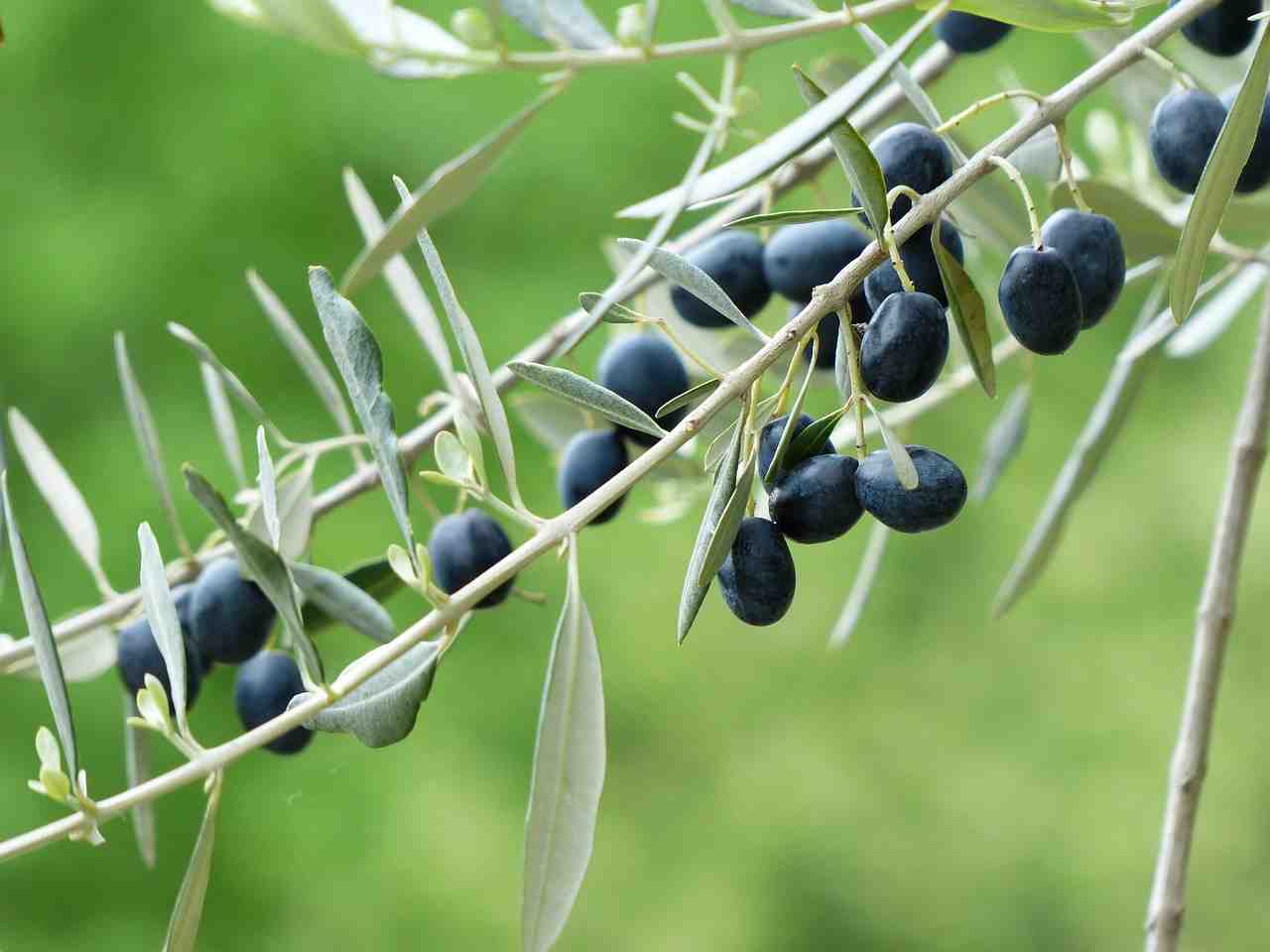 olives, rameau d'olivier, fruits