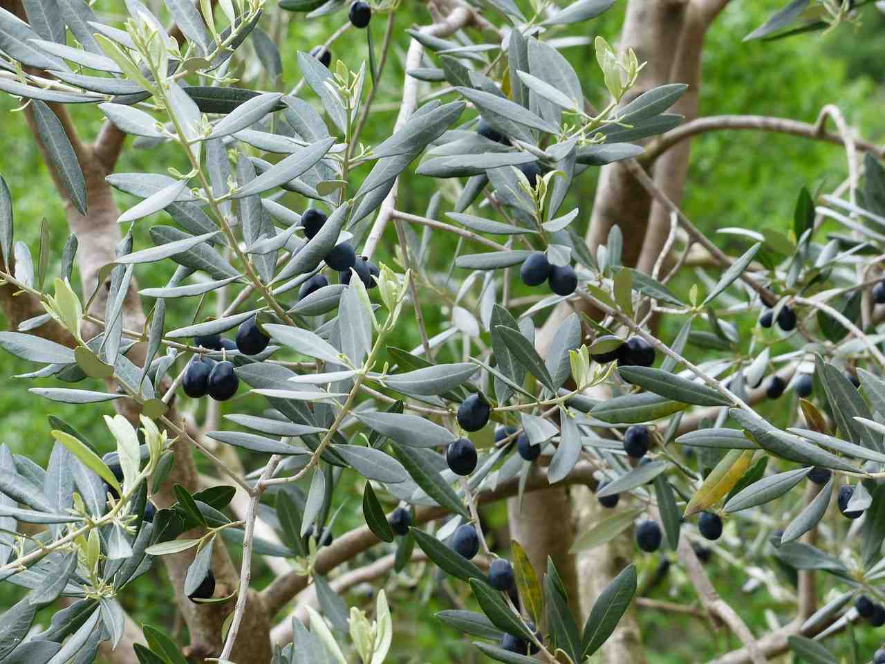 olives, rameau d'olivier, fruits